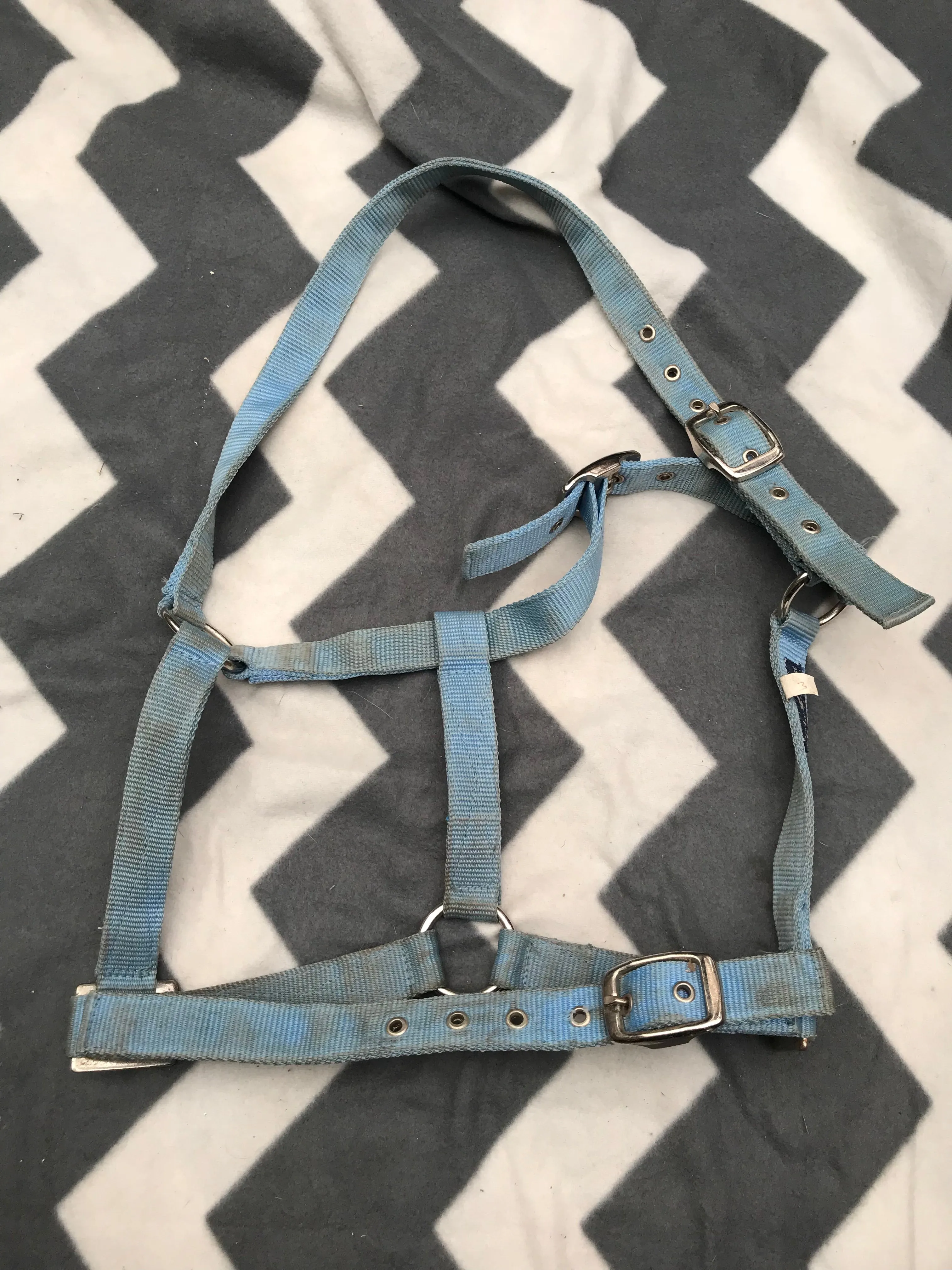 Derby house light blue head collar full size FREE POSTAGE